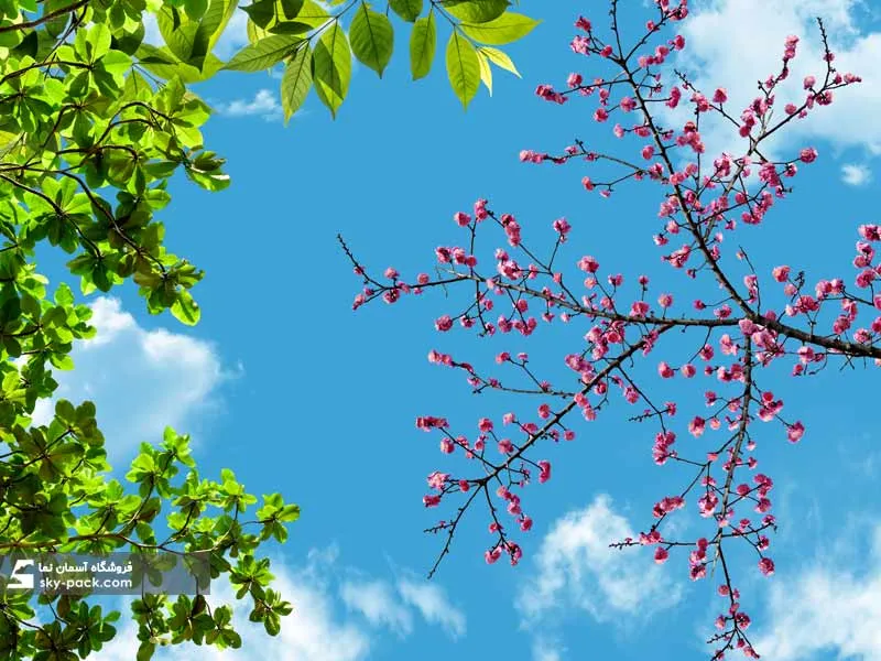 سقف کاذب آسمان مجازی کد 10116
