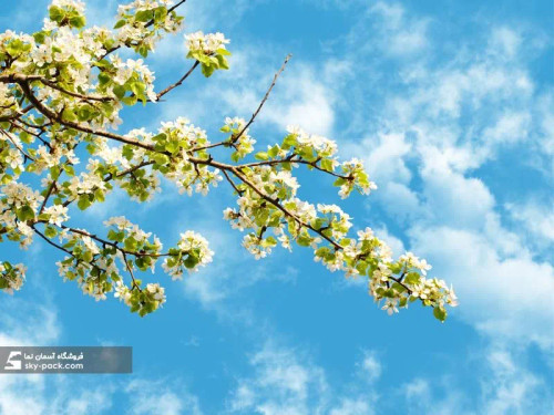 سقف کاذب آسمان مجازی کد 10210